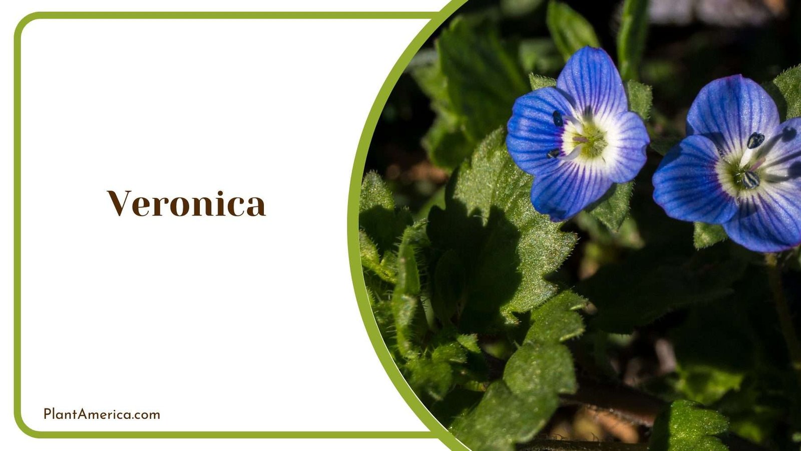 Veronica Plants Plant America
