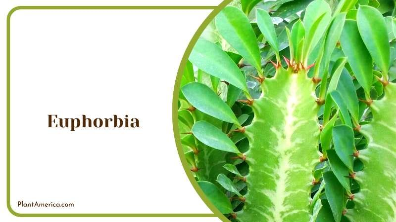 Versatile Euphorbia Succulent Plant America