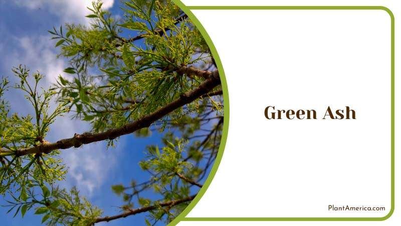 Versatile Green Ash Tree Plant America