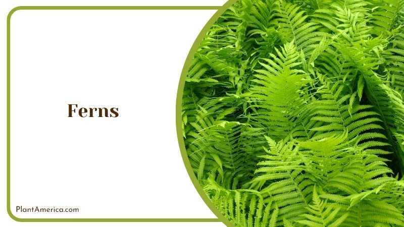 Versatile Group of Plants with Unique PlantAmerica Versatile Group of Plants with Unique PlantAmerica
