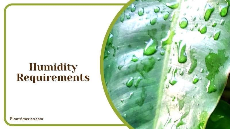 Versatile Philodendron Imperial Plant America