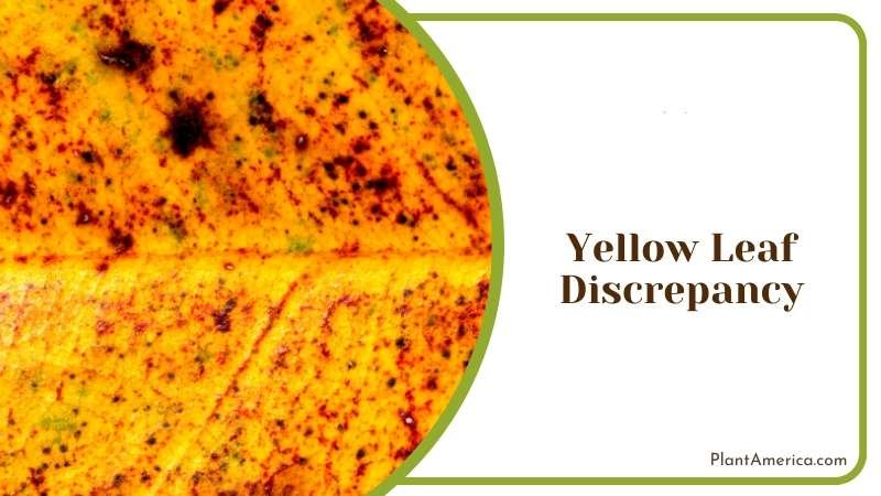 Versatile Philodendron Prince of Orange Plant America