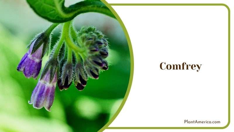 Versatile and Nutritious Plant PlantAmerica