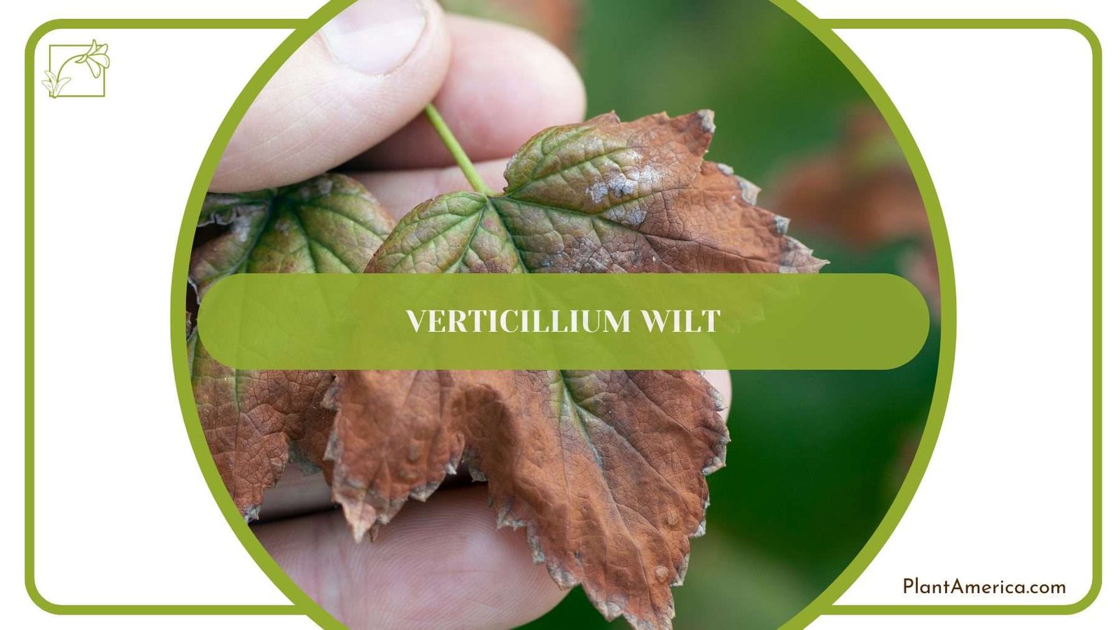 Verticillium Wilt PlantAmerica Verticillium Wilt PlantAmerica