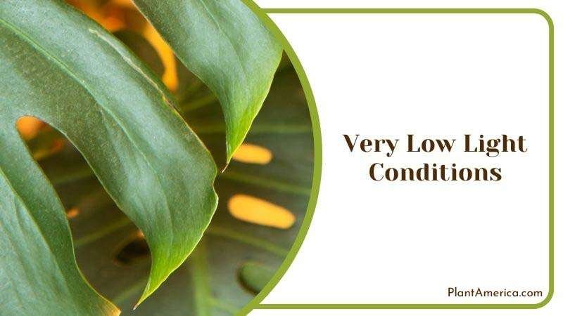 Very Low Light Conditions for Monstera ~ PlantAmerica