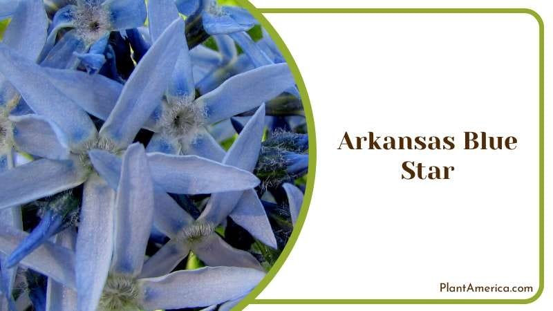 Vibrant Arkansas Blue Star Plant Plant America