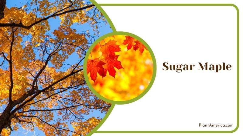 Vibrant Autumn Color Sugar Maple Tree Plant America
