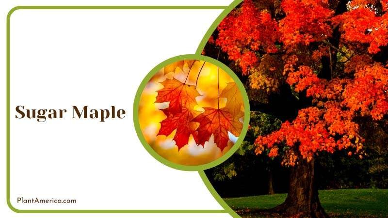 Vibrant Autumn Color of Sugar Maple Plant America