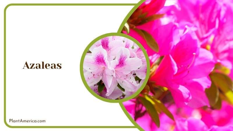 Vibrant Azalea Flowers Plant America