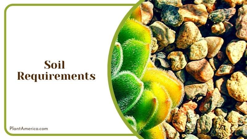 Vibrant Beauty of Echeveria Rainbow Plant America