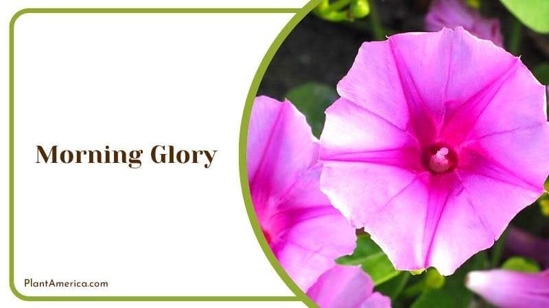Vibrant Beauty of Morning Glory Plant America