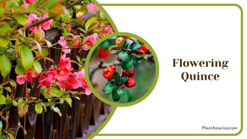 Vibrant Blooms of Flowering Quince Plant America