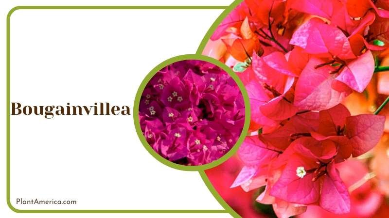 Vibrant Bougainvillea Vines Plant America