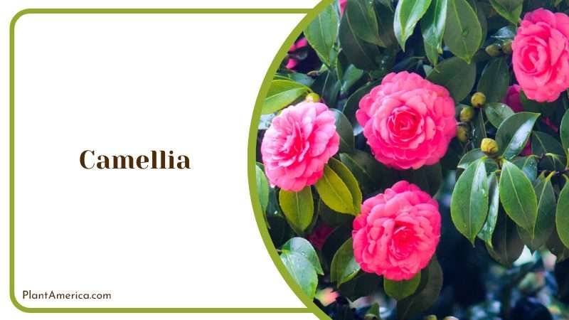 Vibrant Camellia Flowers Plant America