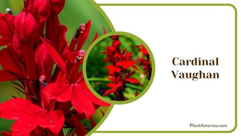 Vibrant Cardinal Vaughan Peony Plant America