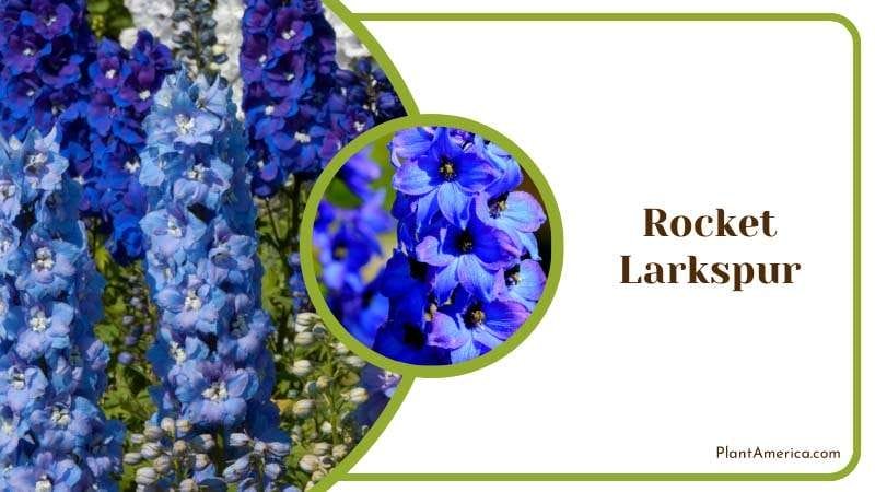 Vibrant Charm of Rocket Larkspur Plant America