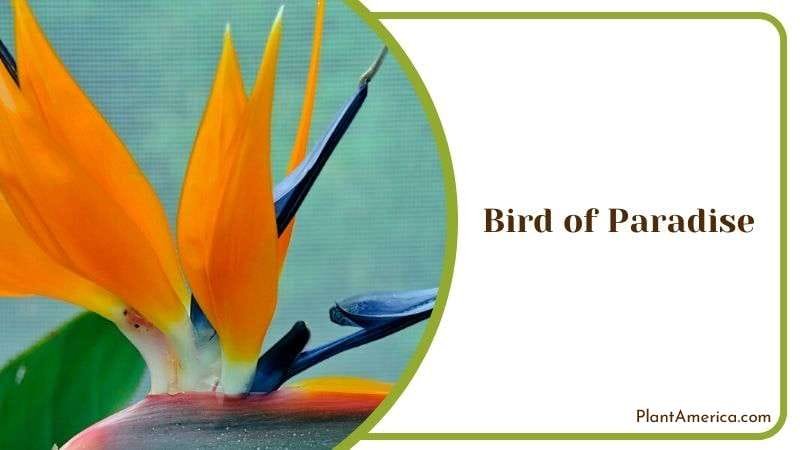 Vibrant Colored Bird of Paradise Plant America Vibrant Colored Bird of Paradise Plant America
