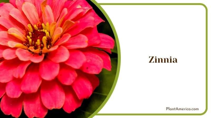Vibrant Colors of Summer Zinnia PlantAmerica