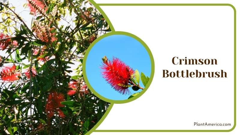 Vibrant Crimson Bottlebrush Trees Plant America