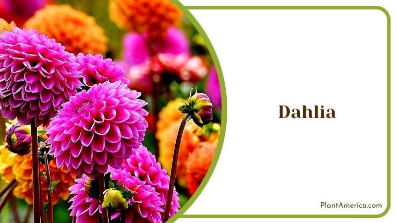 Vibrant Dahlia in Full Bloom Plant America