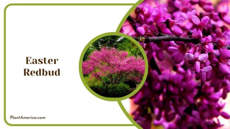 Vibrant Eastern Redbud Plant America 1