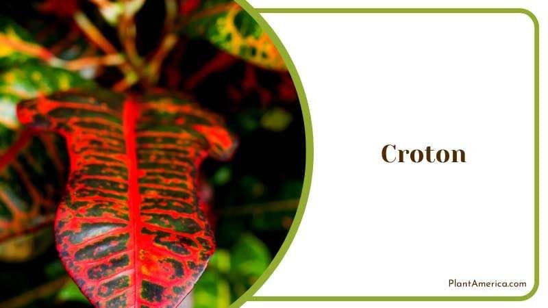 Vibrant Foliage of Croton Plant America
