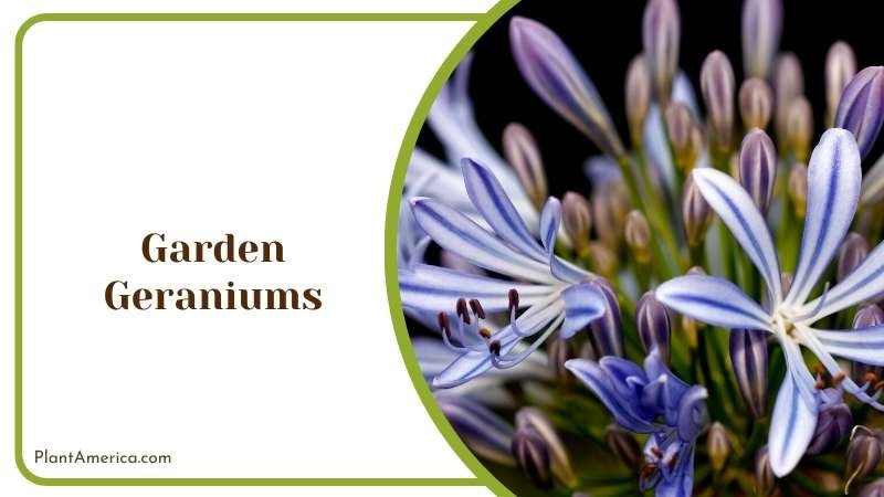 Vibrant Garden Geranium Flowers Plant America