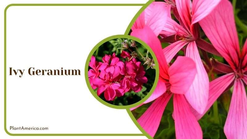 Vibrant Ivy Geranium Plants Plant America