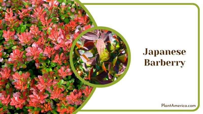 Vibrant Japanese Barberry Shrub Plant America Vibrant Japanese Barberry Shrub Plant America