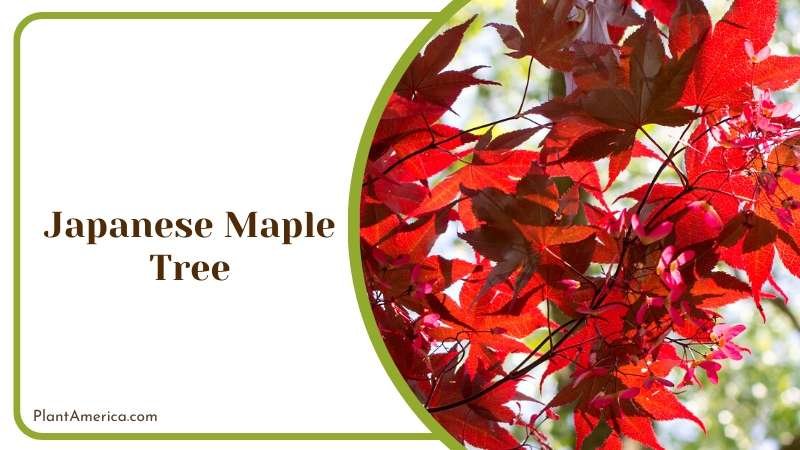 Vibrant Japanese Maple Trees Plant America Vibrant Japanese Maple Trees Plant America