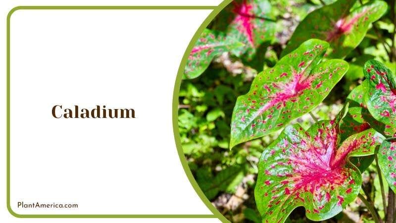 Vibrant Leaves of Caladium Plant America Vibrant Leaves of Caladium Plant America