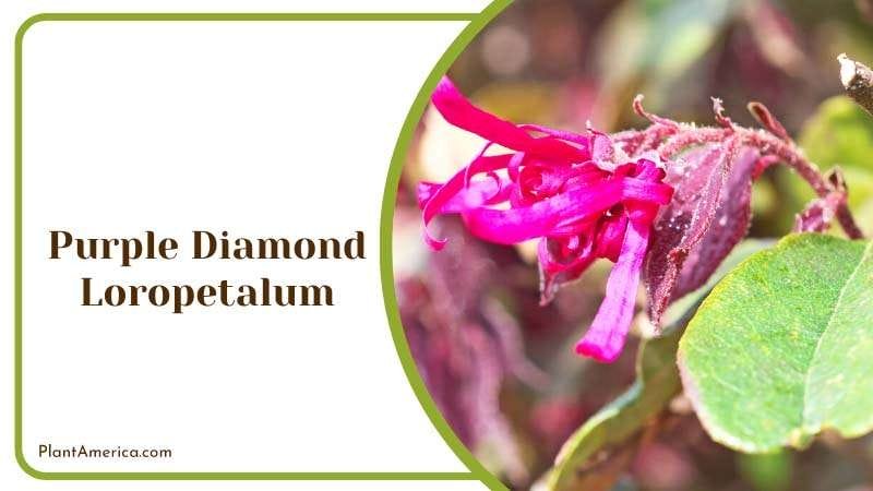 Vibrant Loropetalum Shrubs Plant America