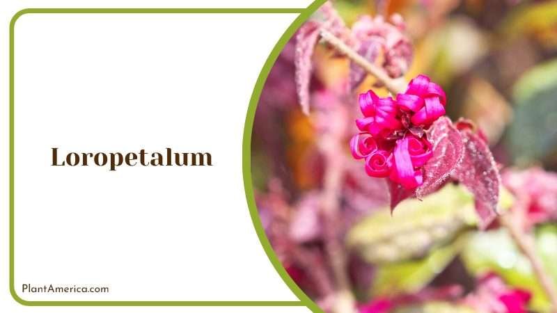 Vibrant Loropetalum Shrubs PlantAmerica