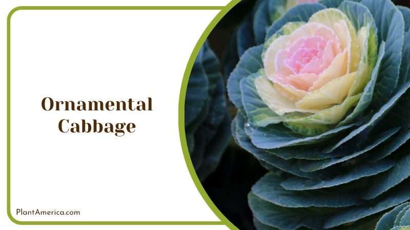 Vibrant Ornamental Cabbage Plant America