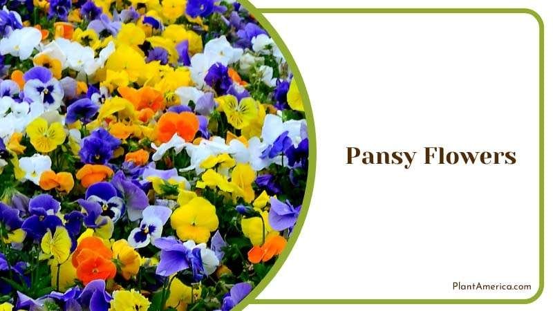 Vibrant Pansy Flowers Plant America Vibrant Pansy Flowers Plant America