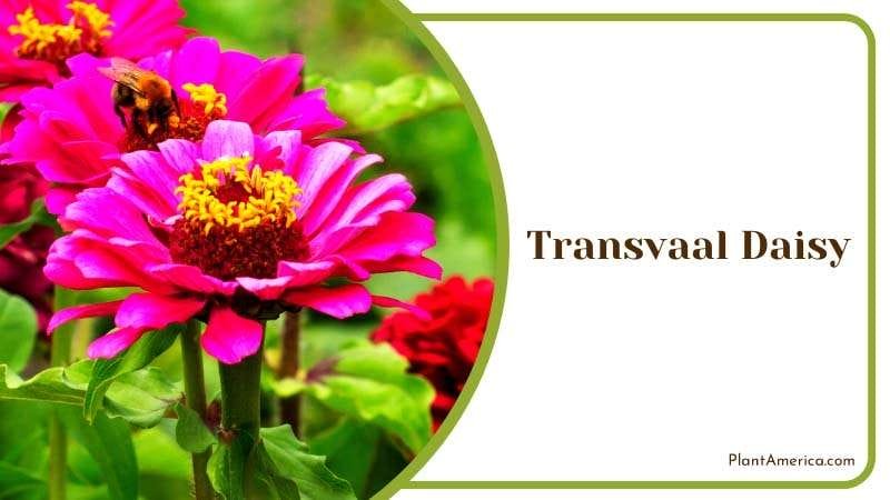 Vibrant Pink Transvaal Daisy Plant America