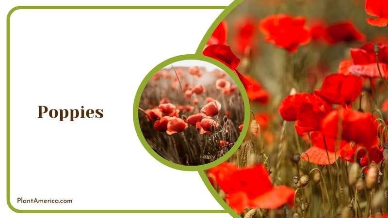 Vibrant Poppy Blooms Plant America Vibrant Poppy Blooms Plant America