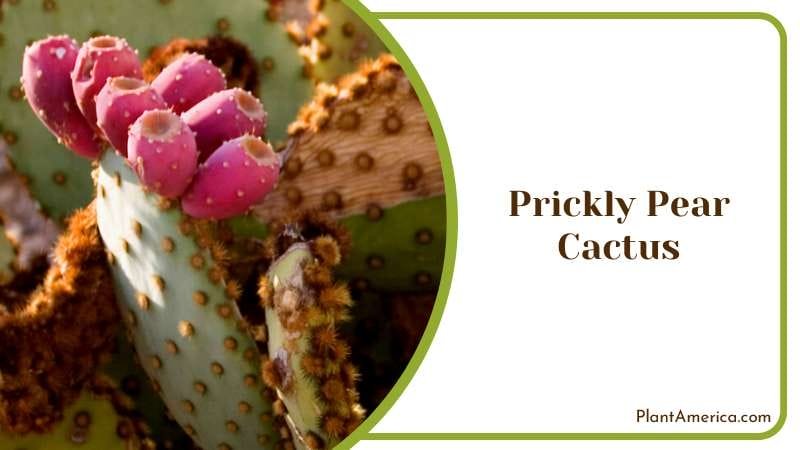 Vibrant Prickly Pear Plant America