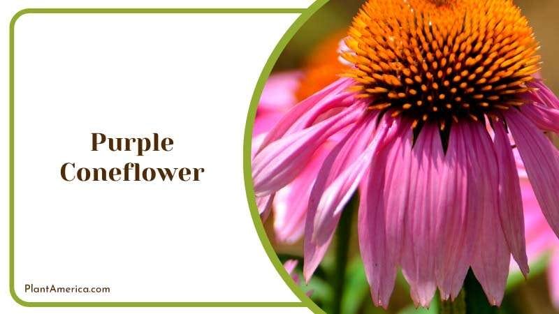 Vibrant Purple Coneflower Plant America Vibrant Purple Coneflower Plant America