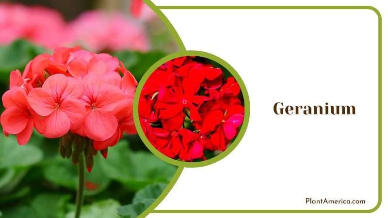 Vibrant Red Flower in Geranium Plant Plant America