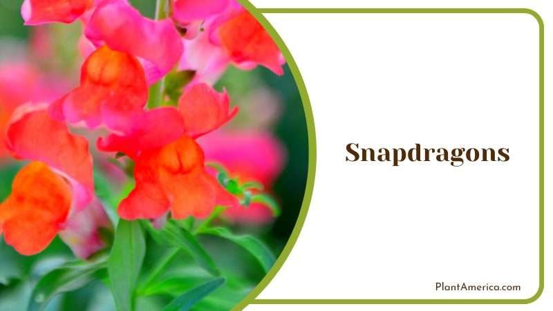 Vibrant Snapdragon Blooms PlantAmerica