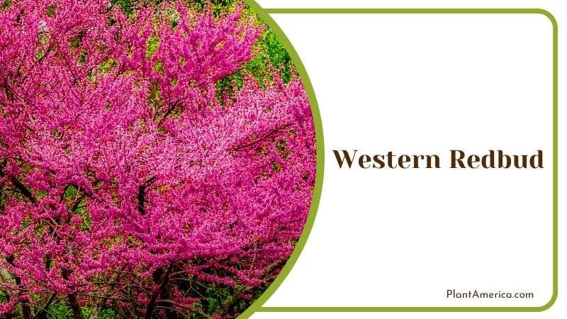 Vibrant Western Redbud Tree PlantAmerica Vibrant Western Redbud Tree PlantAmerica