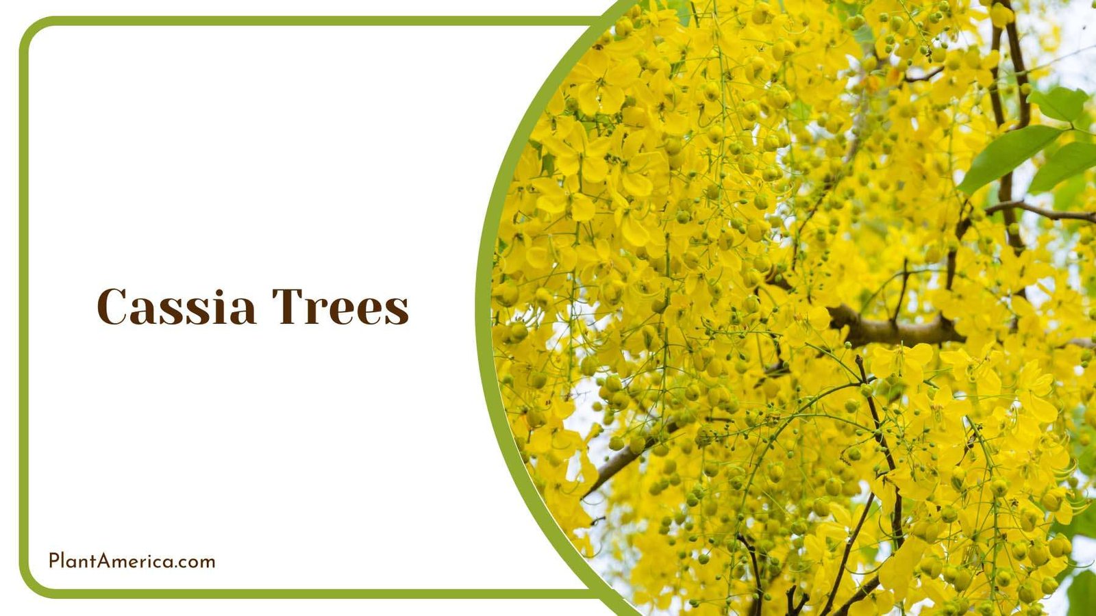 Vibrant Yellow Cassia Trees Plant America