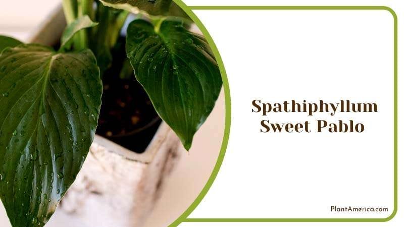 Vibrant of Sweet Pablo Peace Lily PlantAmerica