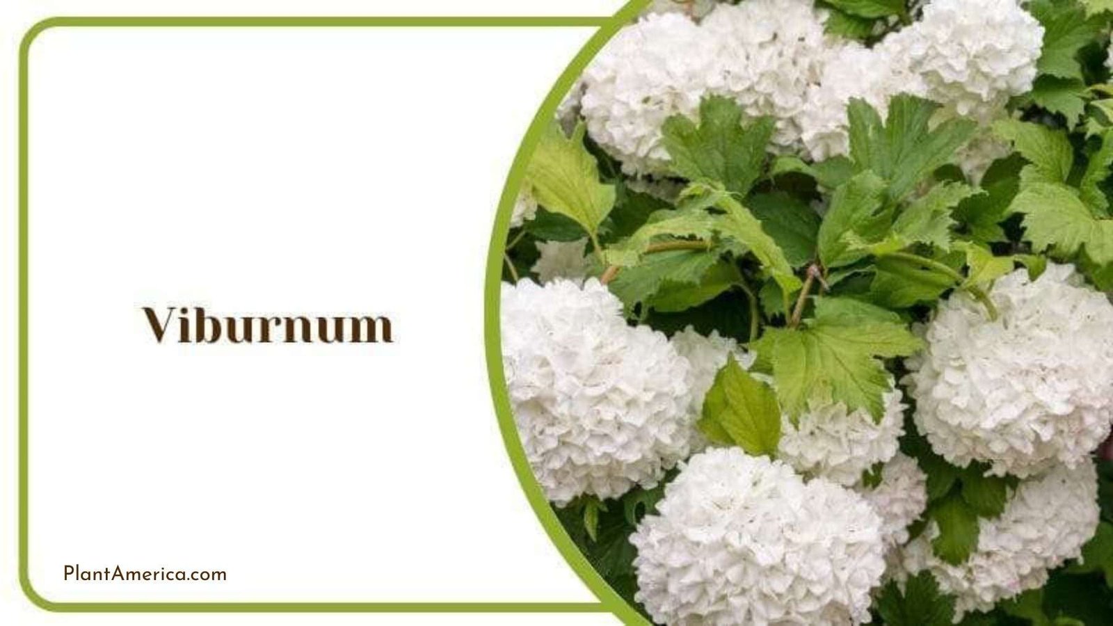 Viburnum Plant in White Bloom Plant America