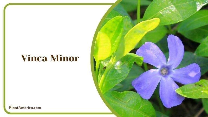 Vinca Minor Plant America