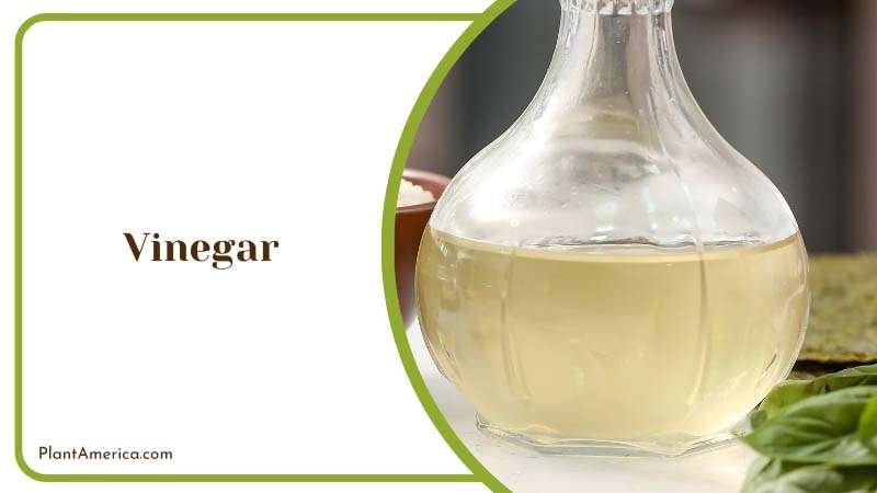 Vinegar Eliminates Weed Infestation Plant America