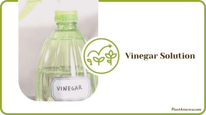Vinegar Solution for Gnats Plant America