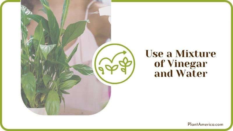 Vinegar and Water Mixture for Shiny Leaves Plant America