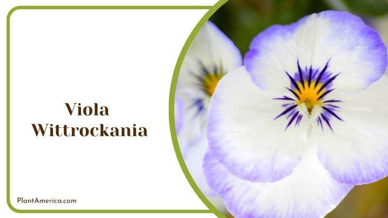 Viola Wittrockania with Elegant Look Plant America